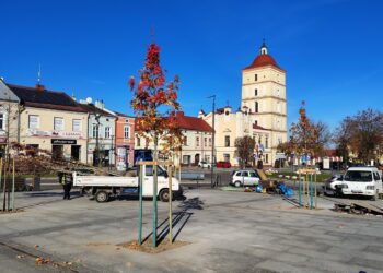 Nowe drzewa na leżajskim Rynku