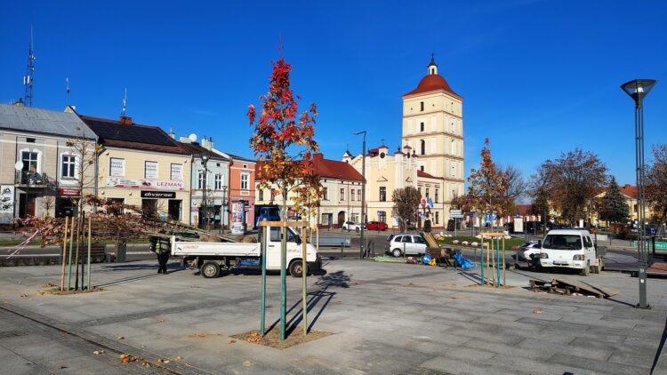 Nowe drzewa na leżajskim Rynku