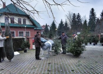 Sprzedaż choinek od Nadleśnictwa Leżajsk. Rusza coroczna świąteczna akcja