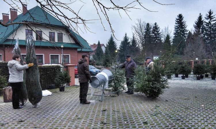 Sprzedaż choinek od Nadleśnictwa Leżajsk. Rusza coroczna świąteczna akcja