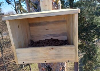 Nowe budki lęgowe dla pustułek w gminie Nowa Sarzyna