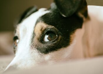 Jest akt oskarżenia za znęcanie się i zabicie psów w Leżajsku