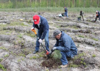 Rekordowe zalesianie w regionie. Nadleśnictwo Leżajsk w czołówce