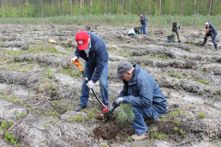 Rekordowe zalesianie w regionie. Nadleśnictwo Leżajsk w czołówce